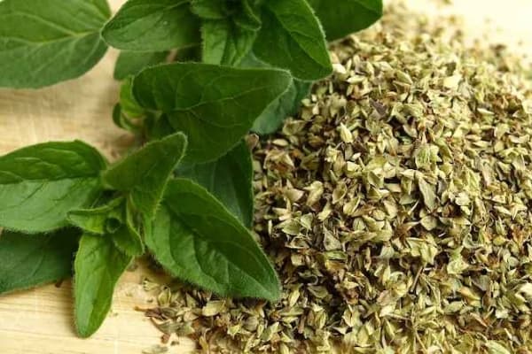 تصویر 4 از خرید و فروش نعناع فلفلی کوهی با شرایط فوق العاده